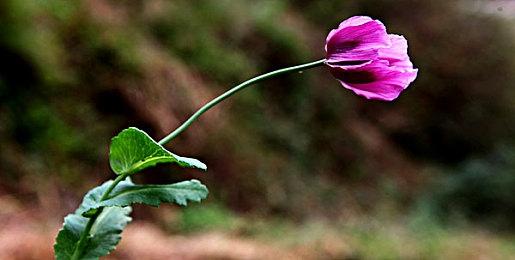 Switch 2屏幕测试：低于平均水平 HDR体验太差